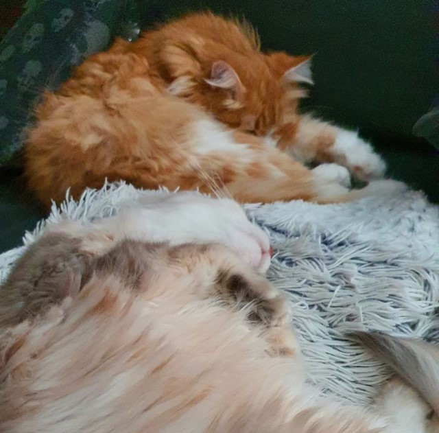 Sibirisk katt Gryphon och Mr. Spock